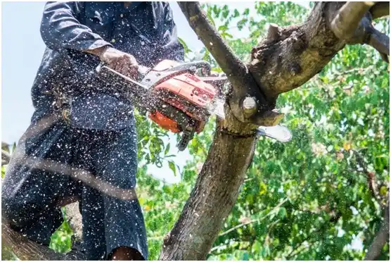tree services Deemston